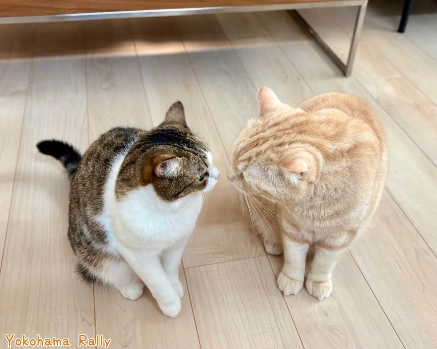 横浜Rallyペットシッター