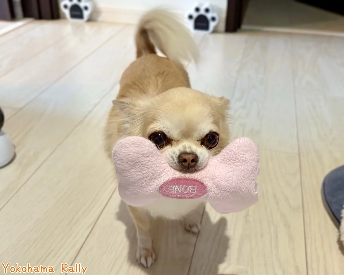 一頭一頭の性格に合わせたサービス