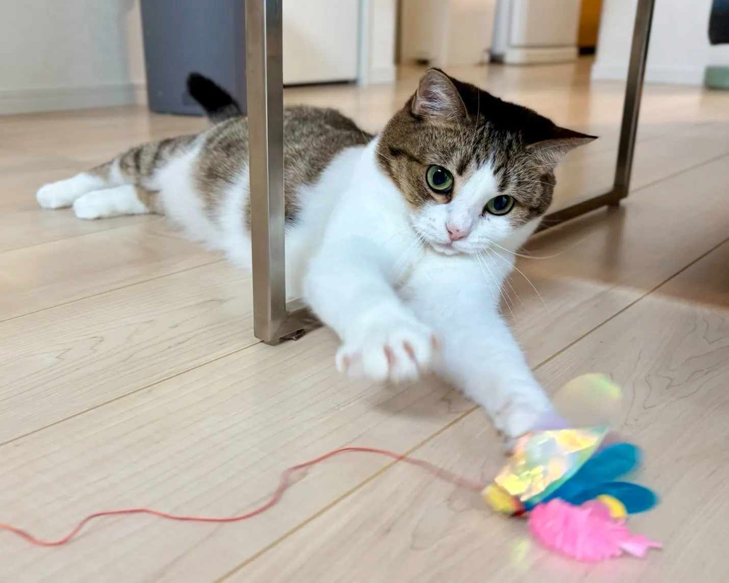 横浜Rallyペットシッター