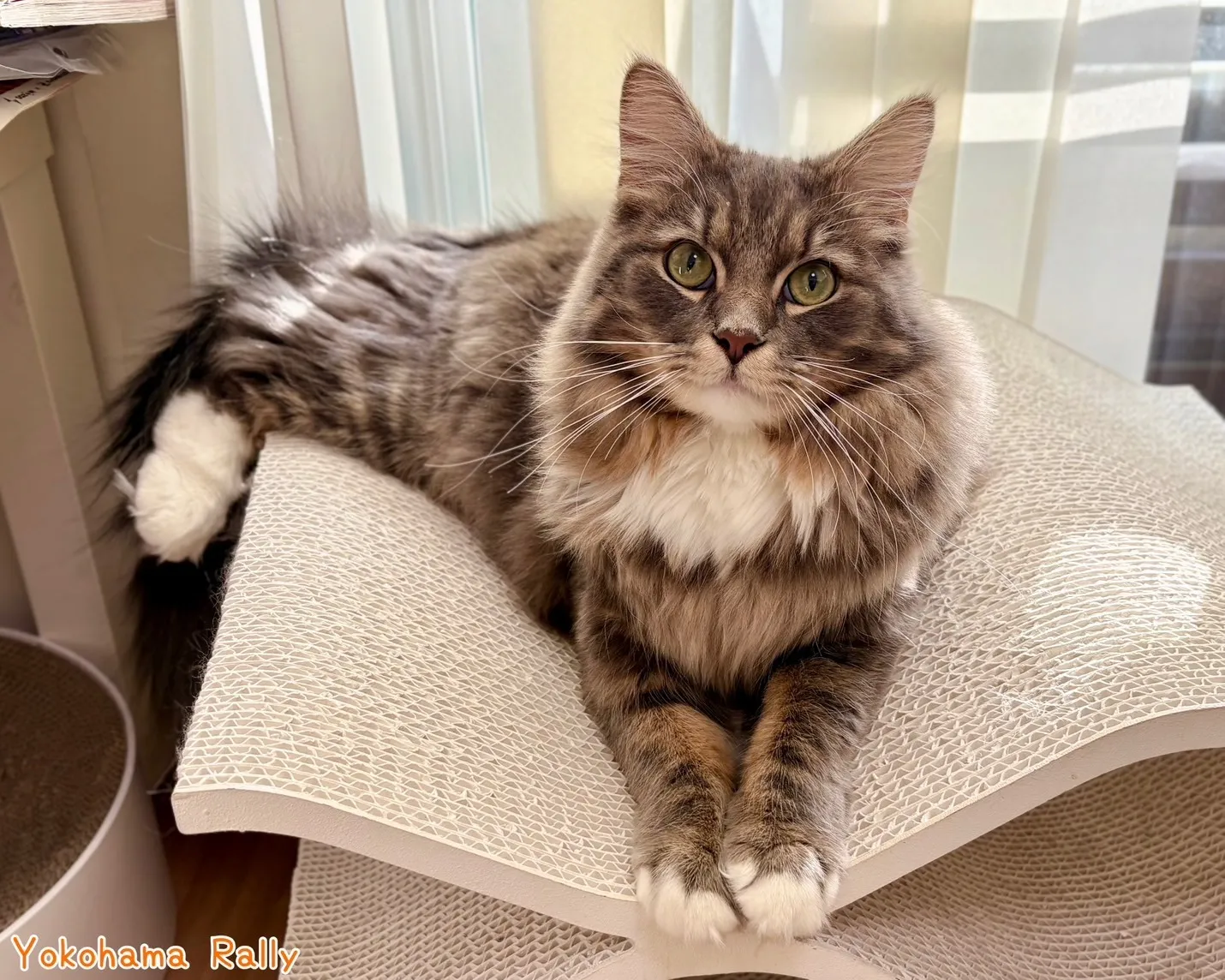 横浜Rallyペットシッター