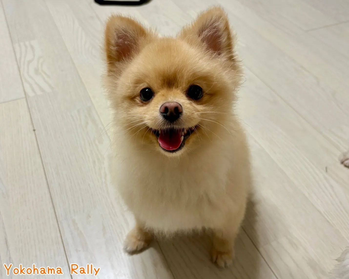 横浜Rallyペットシッター