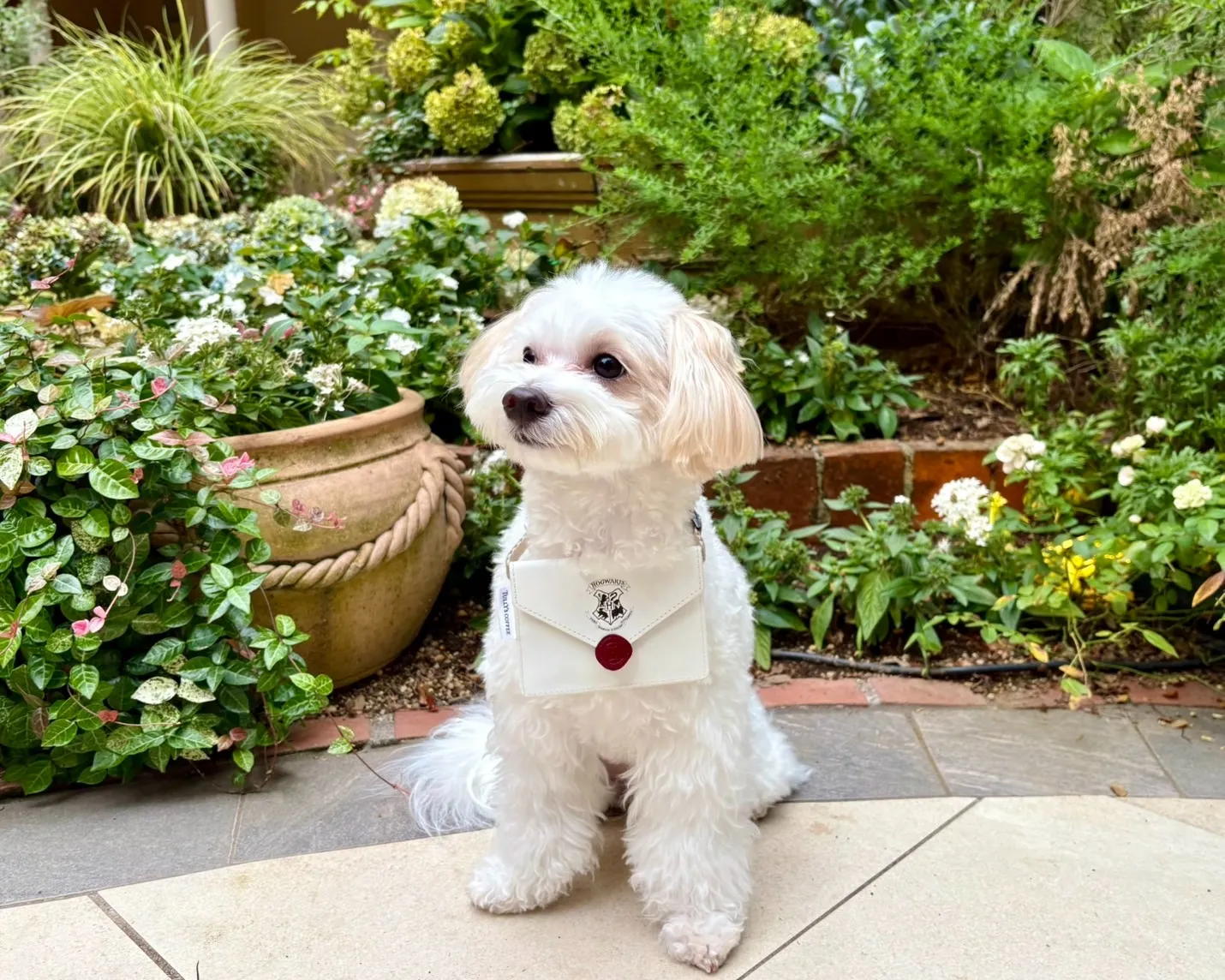 横浜Rallyペットシッター