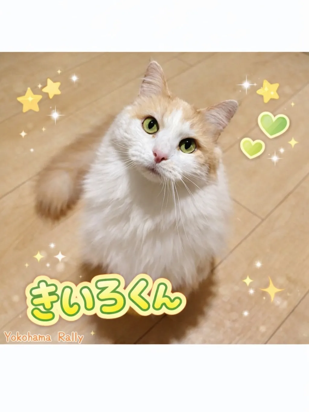 【港北区】秋田犬ちゃんと猫ちゃんの異色のコラボシッティング！