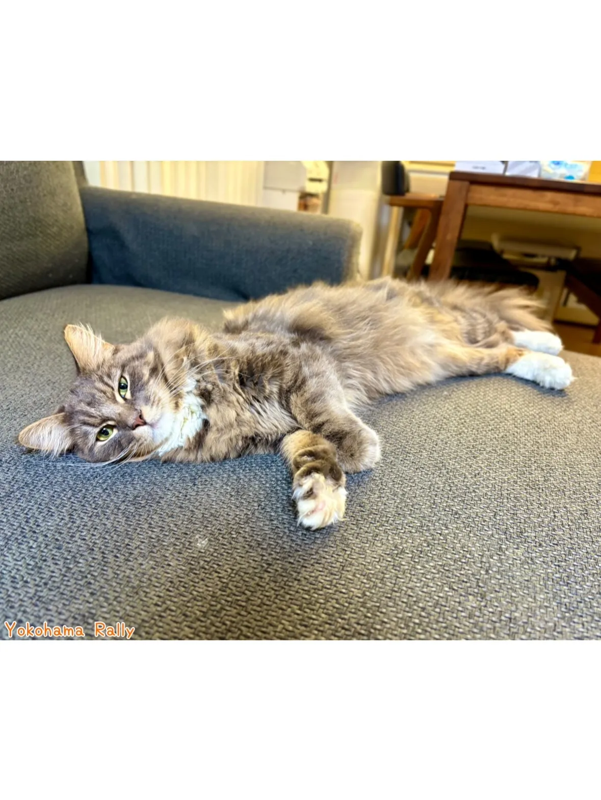 【中原区】ふわふわエレガンスなサイベリアンくんのシッティング...