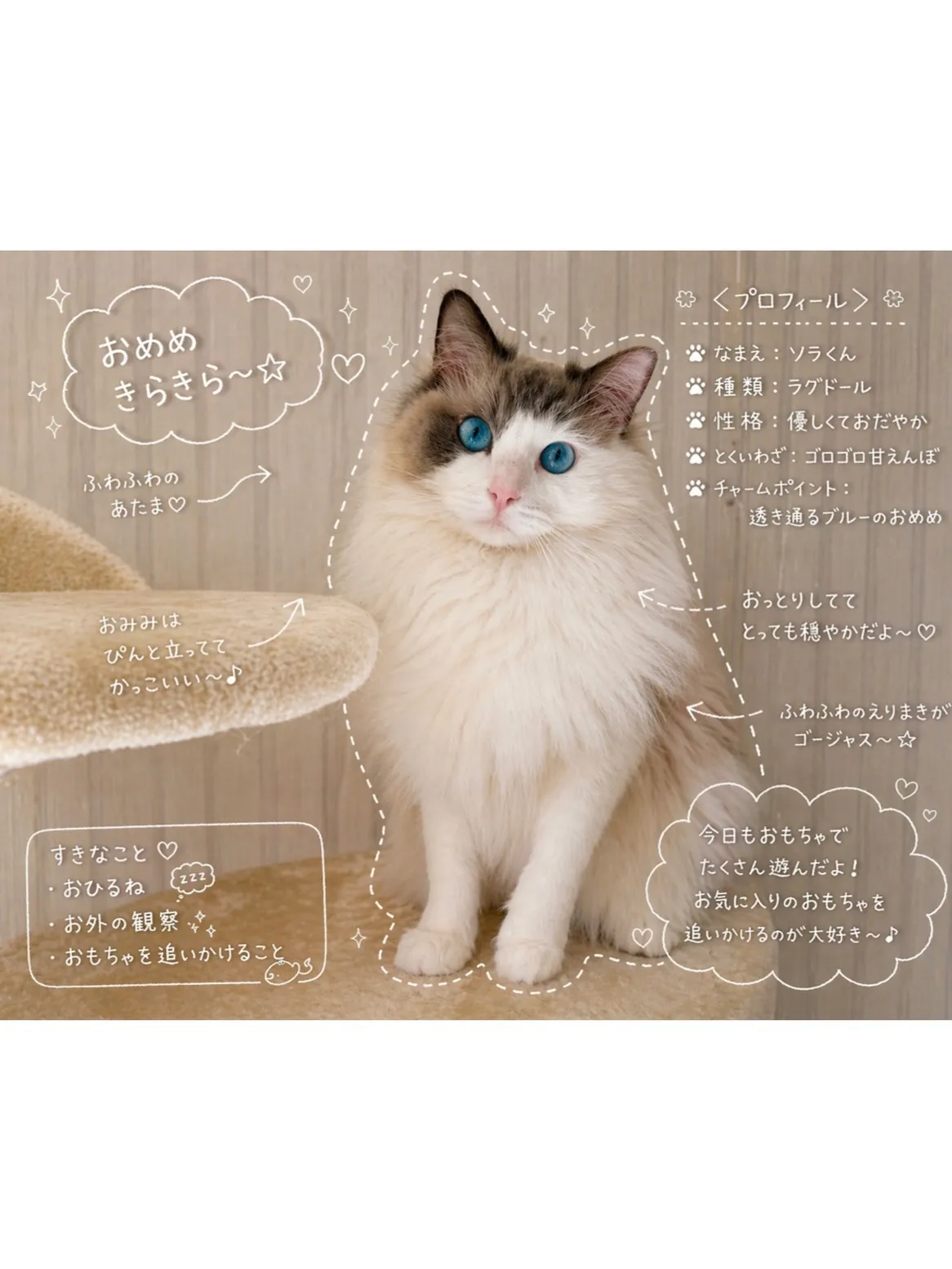 【鶴見区】出張中のパパさんに代わってイケメンラグドールくんの...