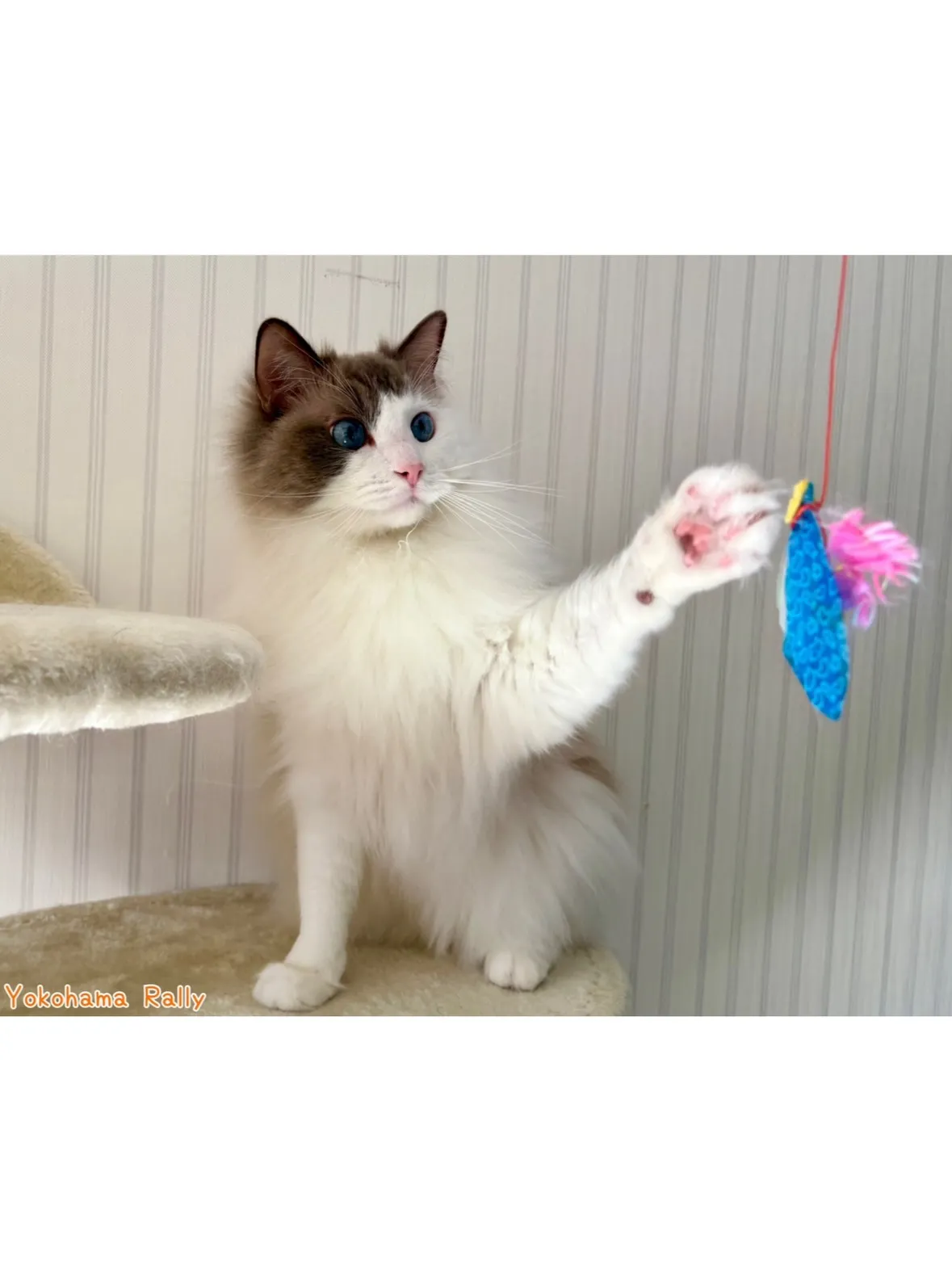 【鶴見区】出張中のパパさんに代わってイケメンラグドールくんの...