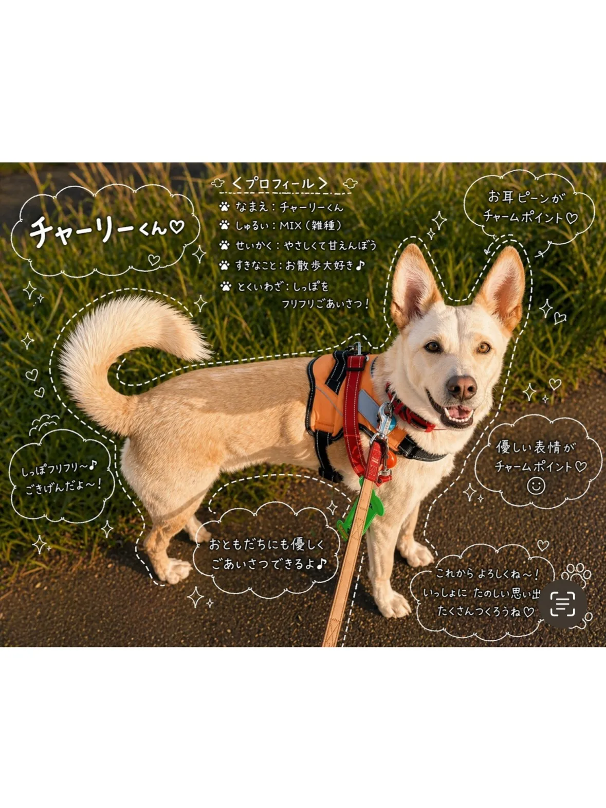 【港北区】元保護犬さんと楽しいお散歩代行シッティング！