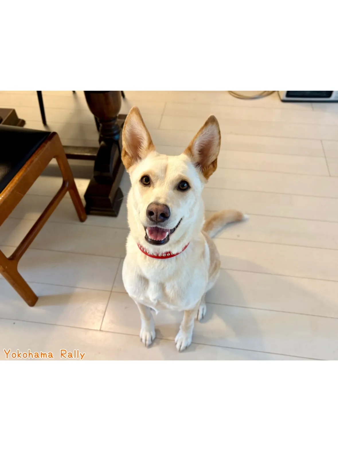 【港北区】元保護犬さんと楽しいお散歩代行シッティング！