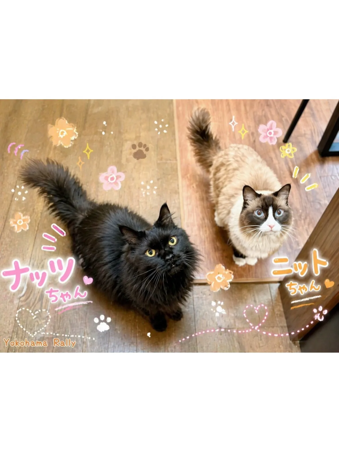 【磯子区】2匹の猫ちゃんシッティング！優しいお姉ちゃんとわん...