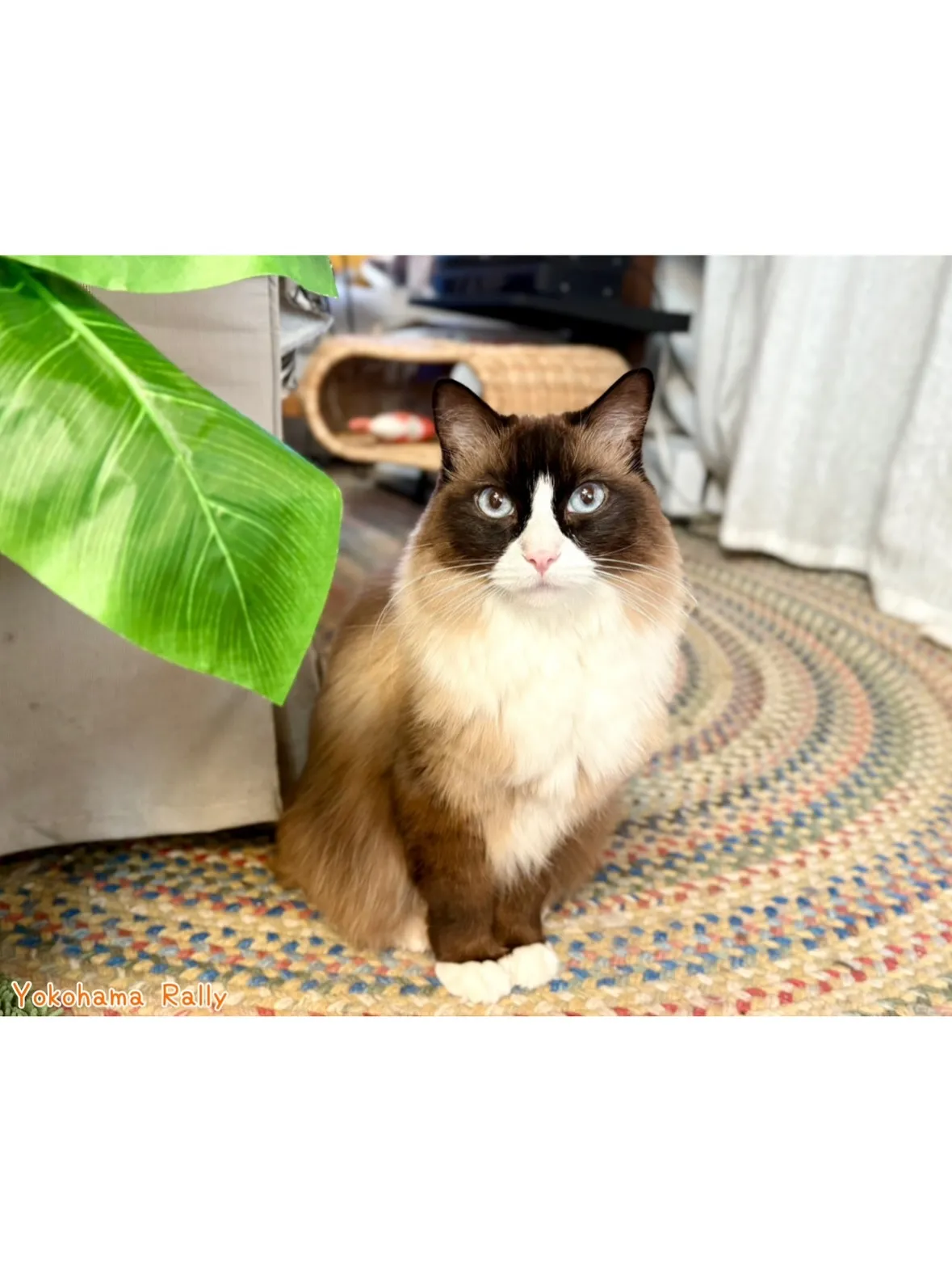 【磯子区】2匹の猫ちゃんシッティング！優しいお姉ちゃんとわん...