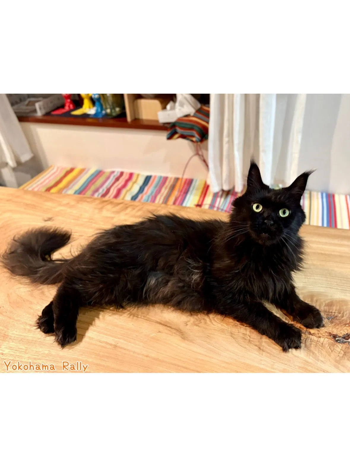 【磯子区】2匹の猫ちゃんシッティング！優しいお姉ちゃんとわん...