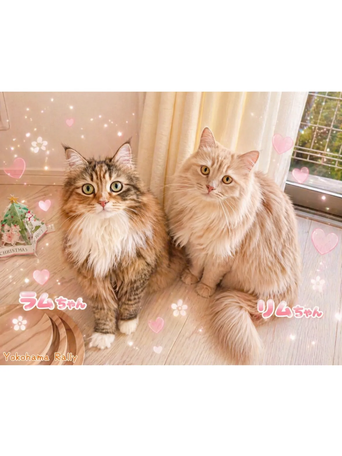 【南区】仲良しニャンズ🐱の多頭飼育シッティング！