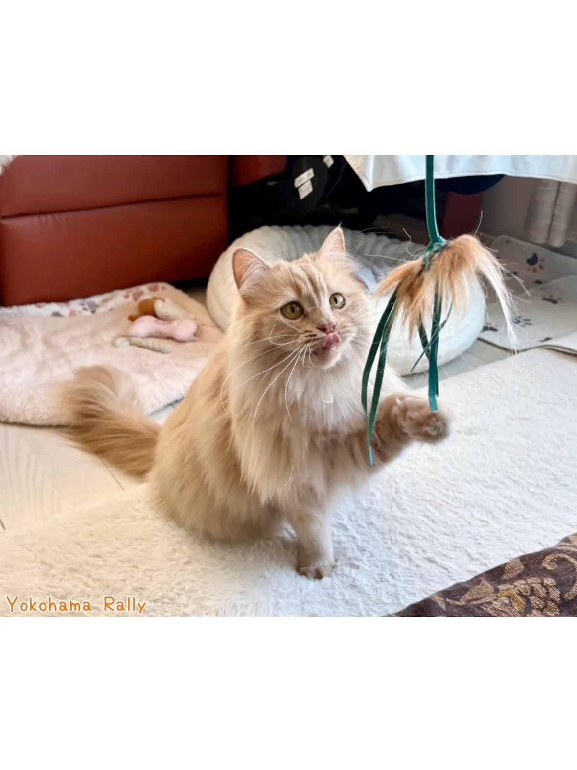 【南区】仲良しニャンズ🐱の多頭飼育シッティング！