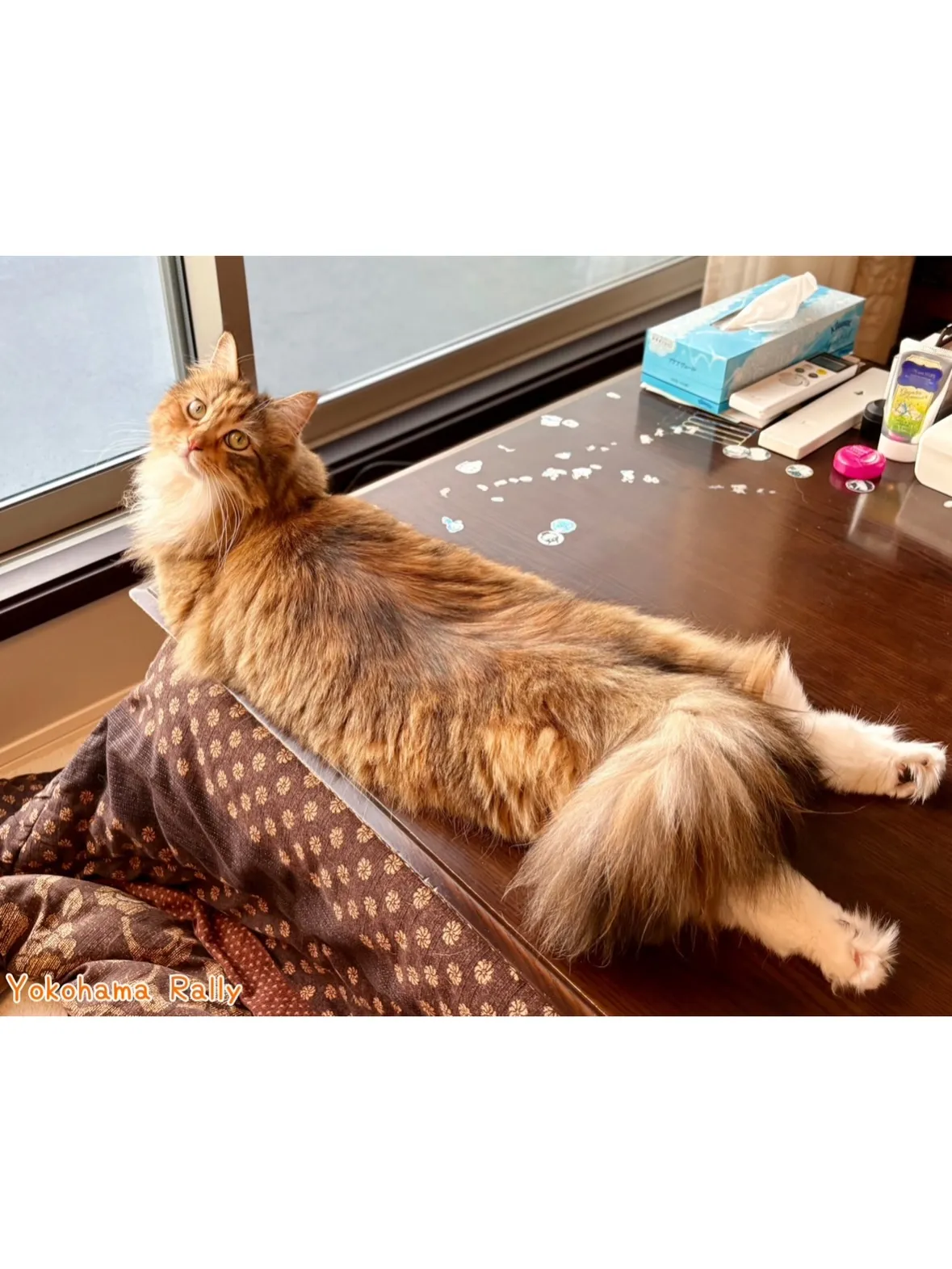 【南区】仲良しニャンズ🐱の多頭飼育シッティング！