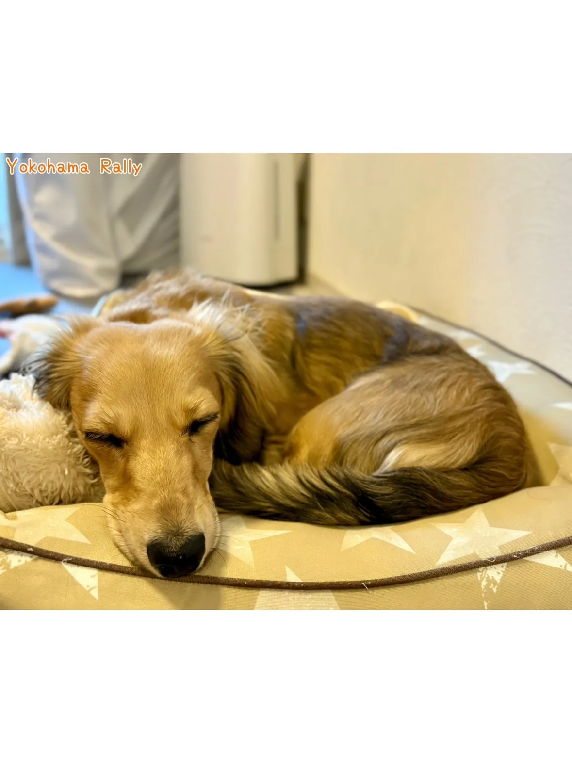 【旭区】遊ぶの大好き！元気いっぱい！ミニチュアダックスくんの...