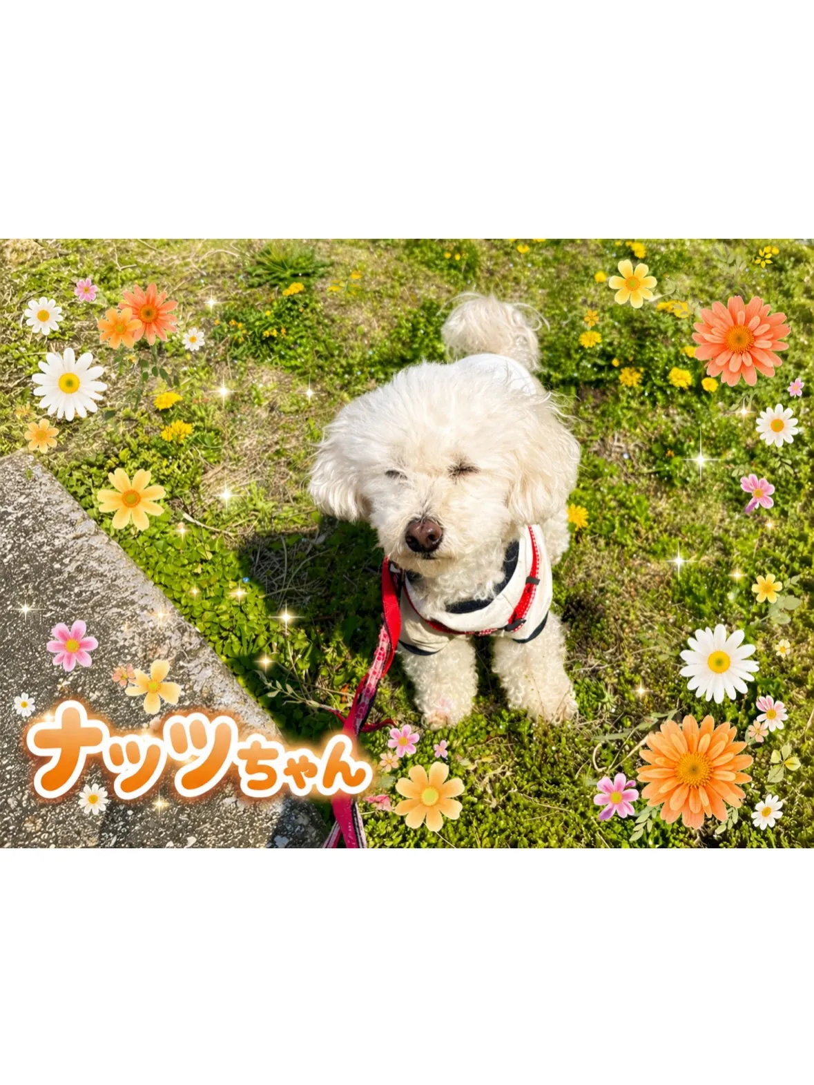 【磯子区】いつでもビューティーレディ💃シニア期のトイプードル...