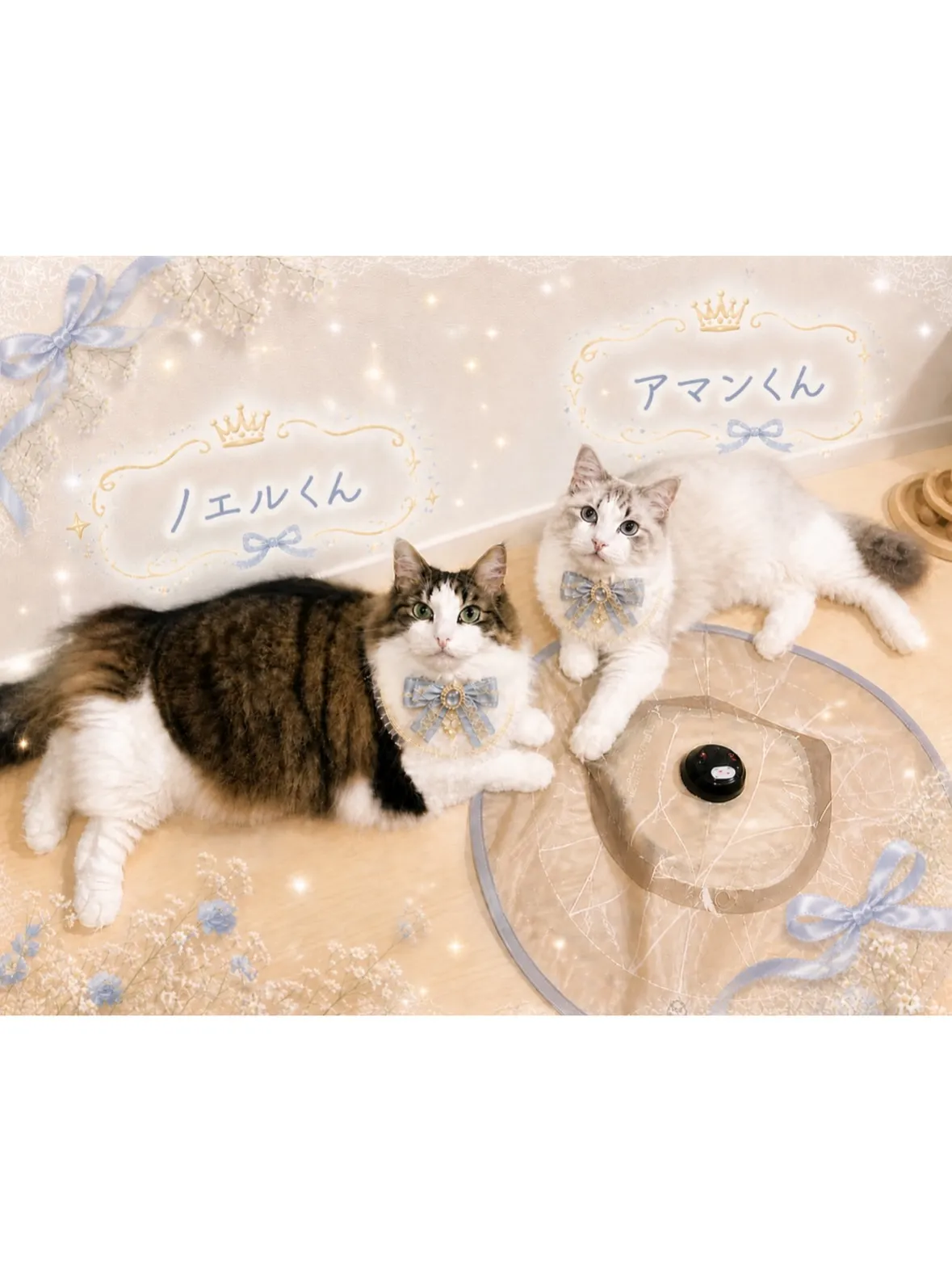 【宮前区】ノルウェージャンフォレストキャットとラグドールのふ...
