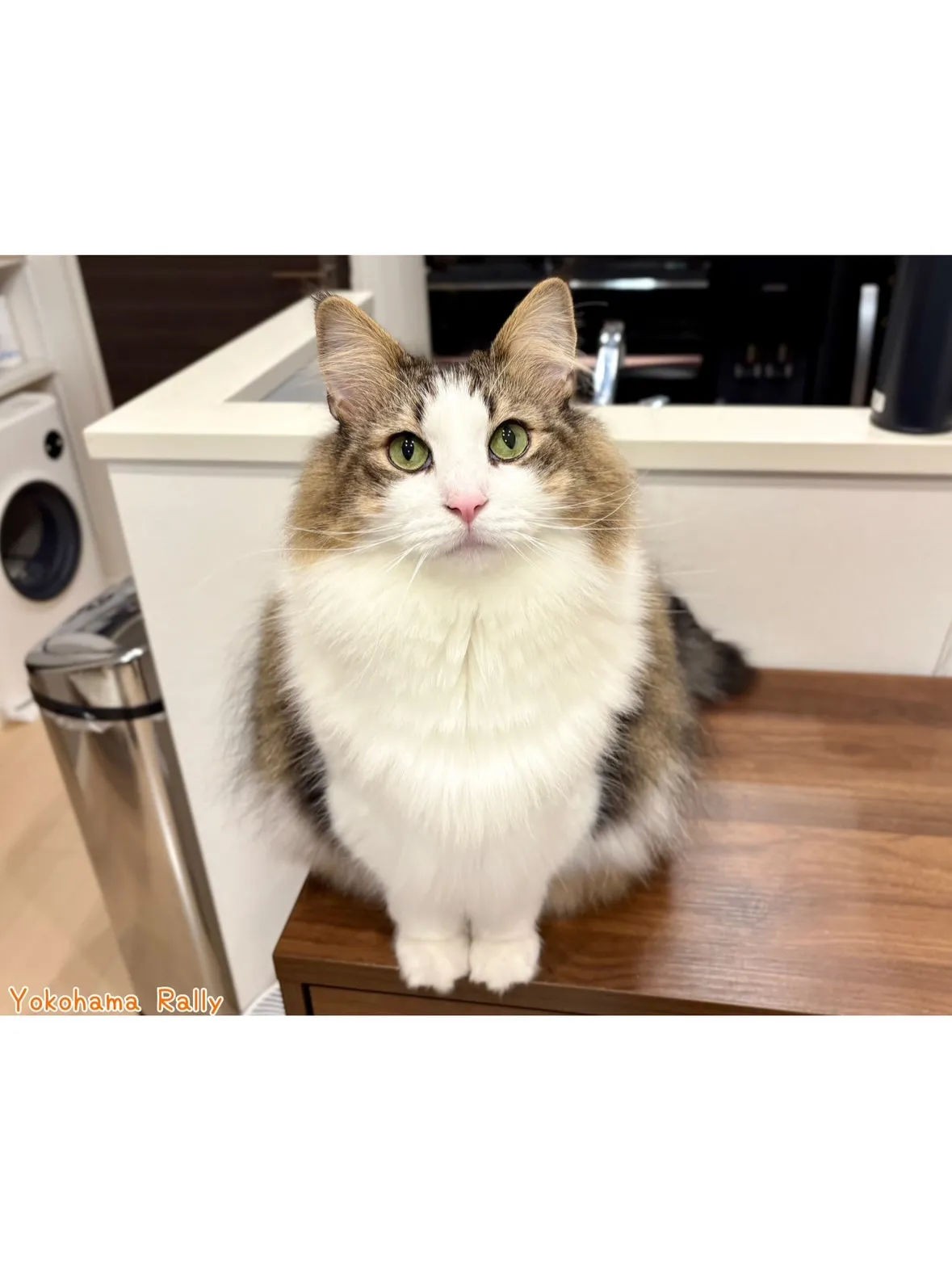 【宮前区】ノルウェージャンフォレストキャットとラグドールのふ...