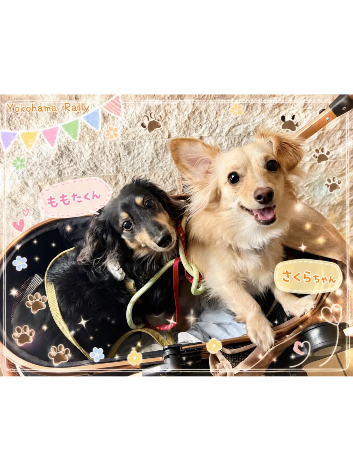 【港北区】ダックスくん🐶とチワックスちゃん🐶元気いっぱいコン...