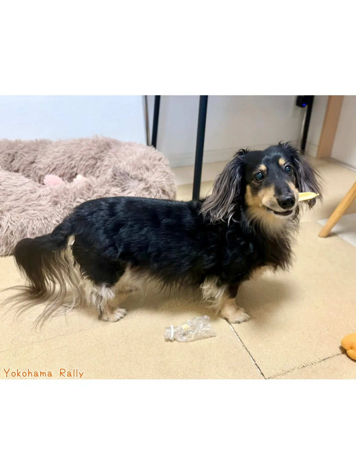 【港北区】ダックスくん🐶とチワックスちゃん🐶元気いっぱいコン...