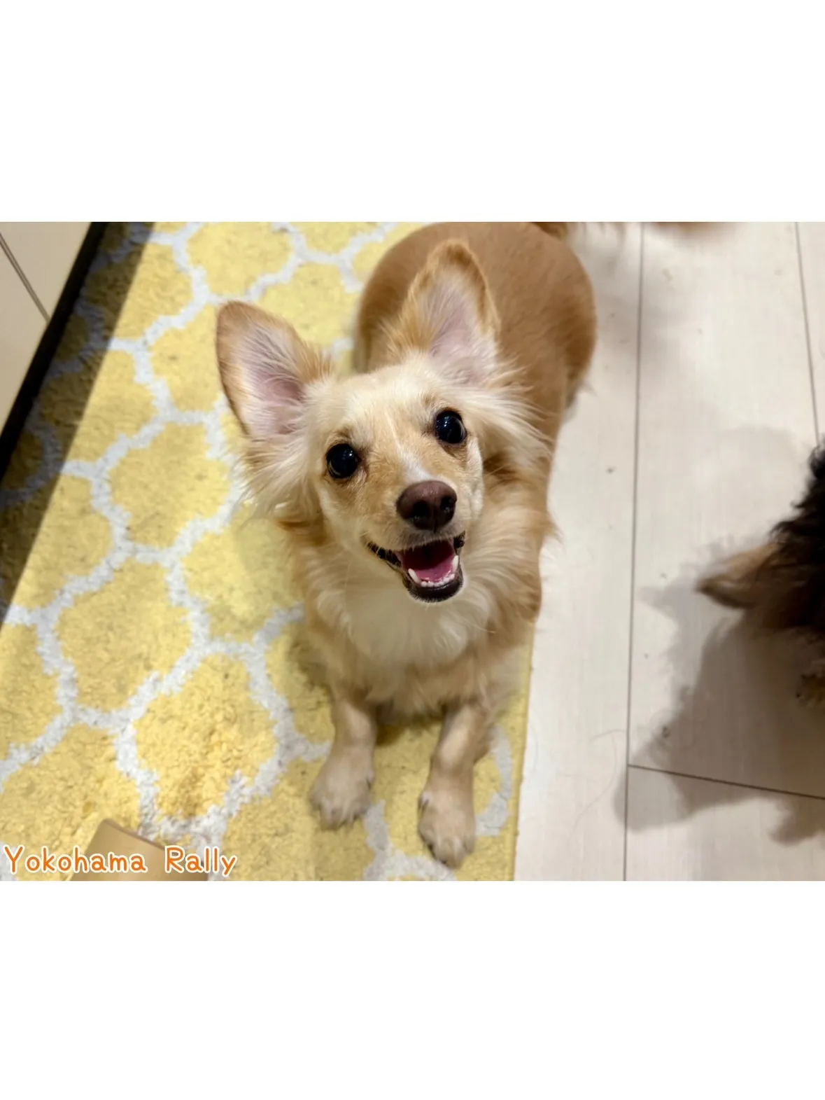 【港北区】ダックスくん🐶とチワックスちゃん🐶元気いっぱいコン...