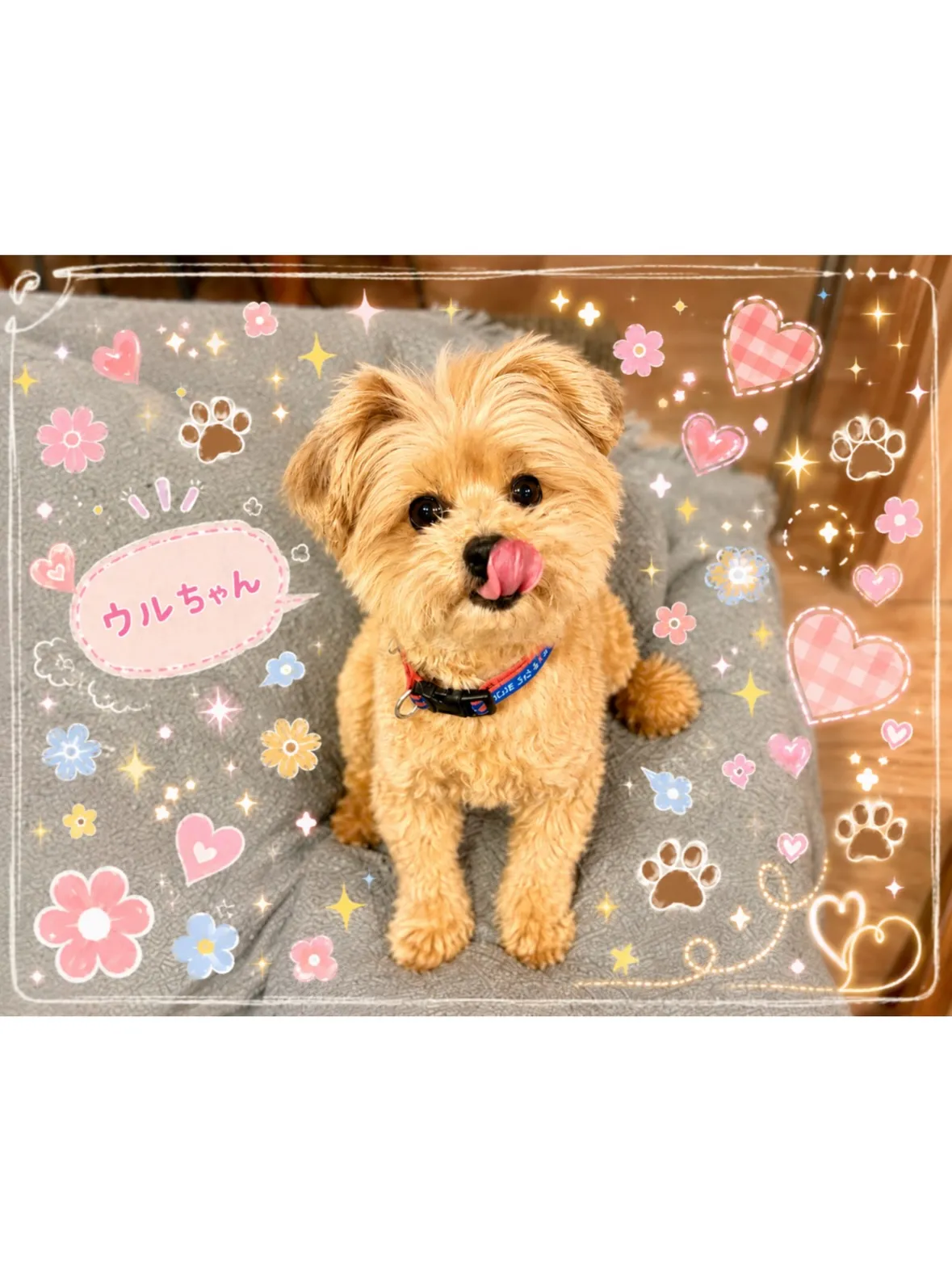 【港北区】ニコニコ笑顔がトレードマーク😊ミックス犬ちゃんのシ...