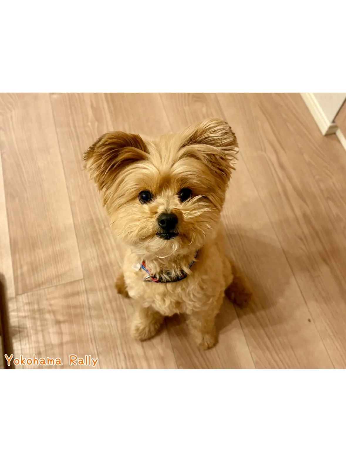 【港北区】ニコニコ笑顔がトレードマーク😊ミックス犬ちゃんのシ...