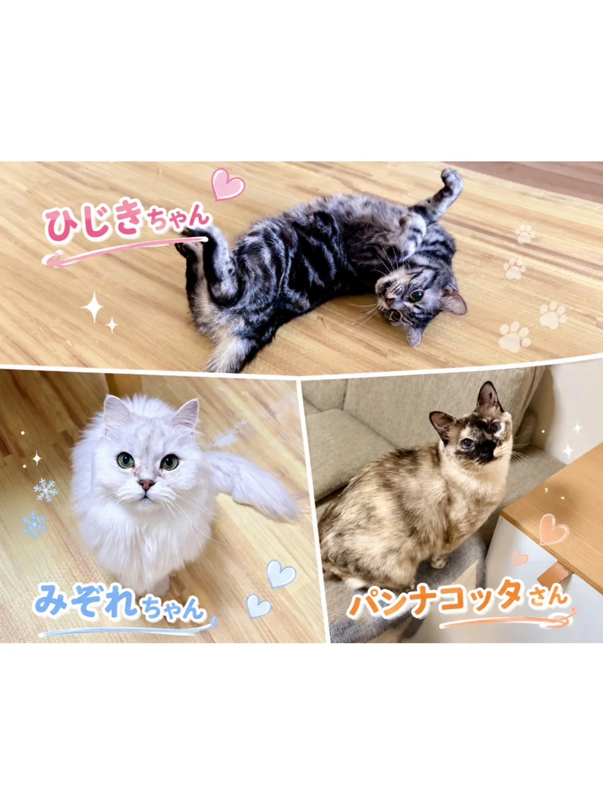 【中原区】美人にゃんず三姉妹✨みんなで仲良く日向ぼっこシッテ...