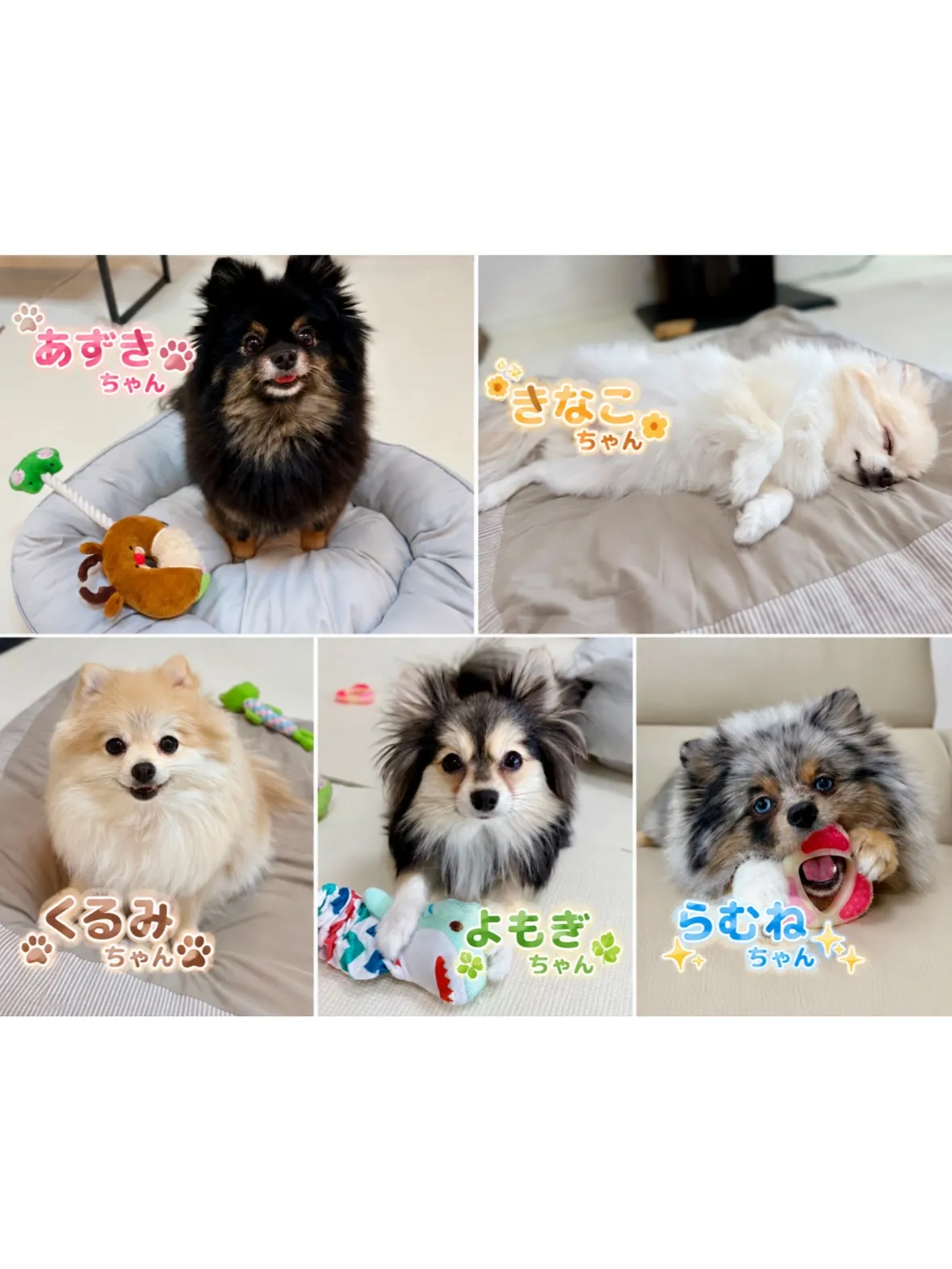 【西区】ポメラニアンちゃん5人姉妹🌸可愛すぎる多頭シッティン...