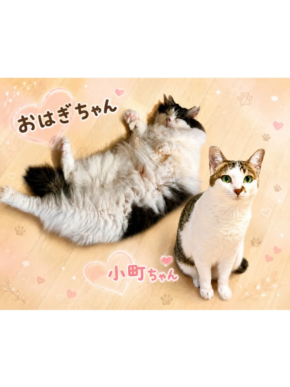 【保土ヶ谷区】マイペースなお姉ちゃん🐱と恥ずかしがり屋さんの...