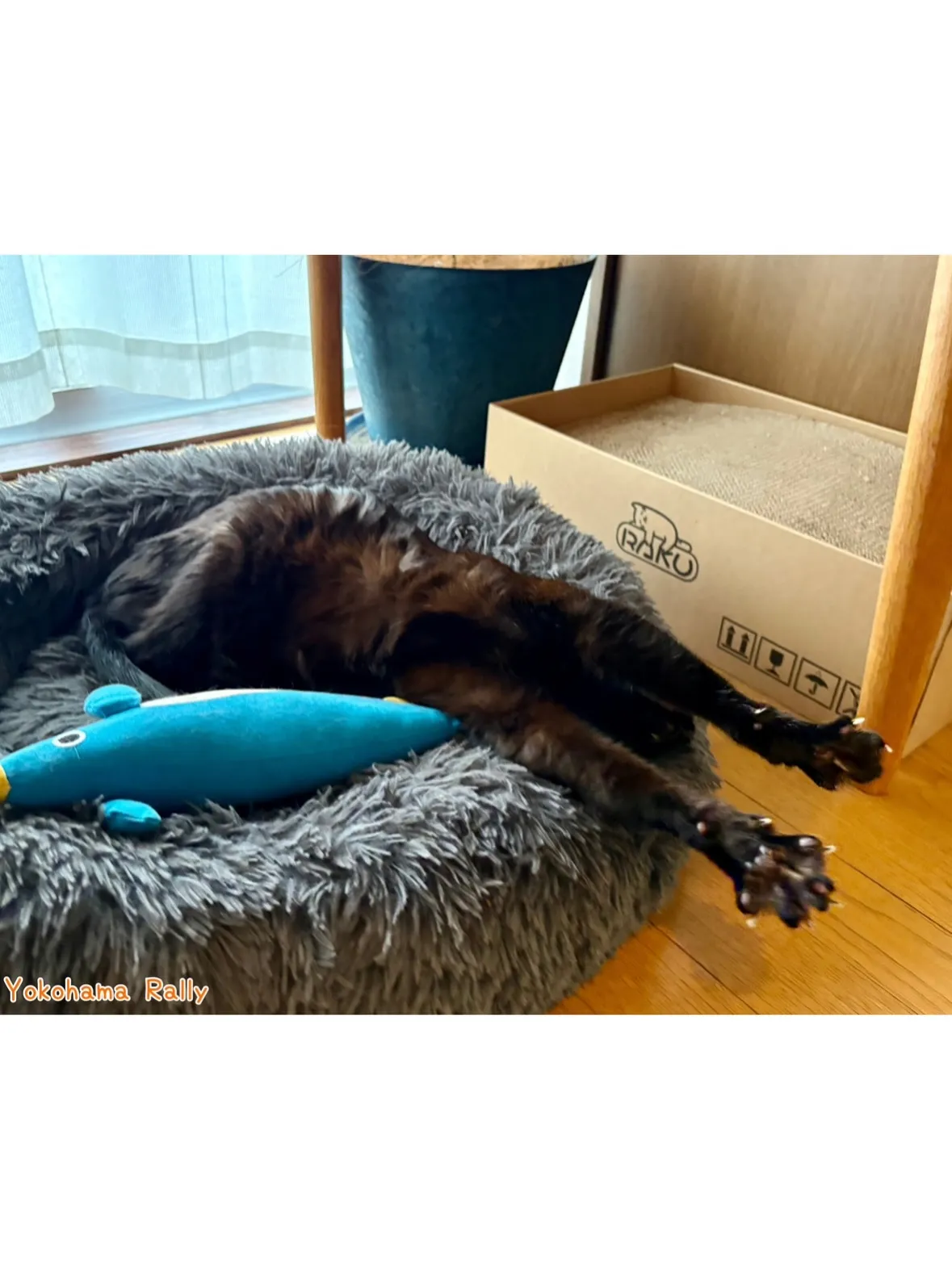 【港北区】黒猫さん🐈⬛とのまったり🌱のびのびシッティング!