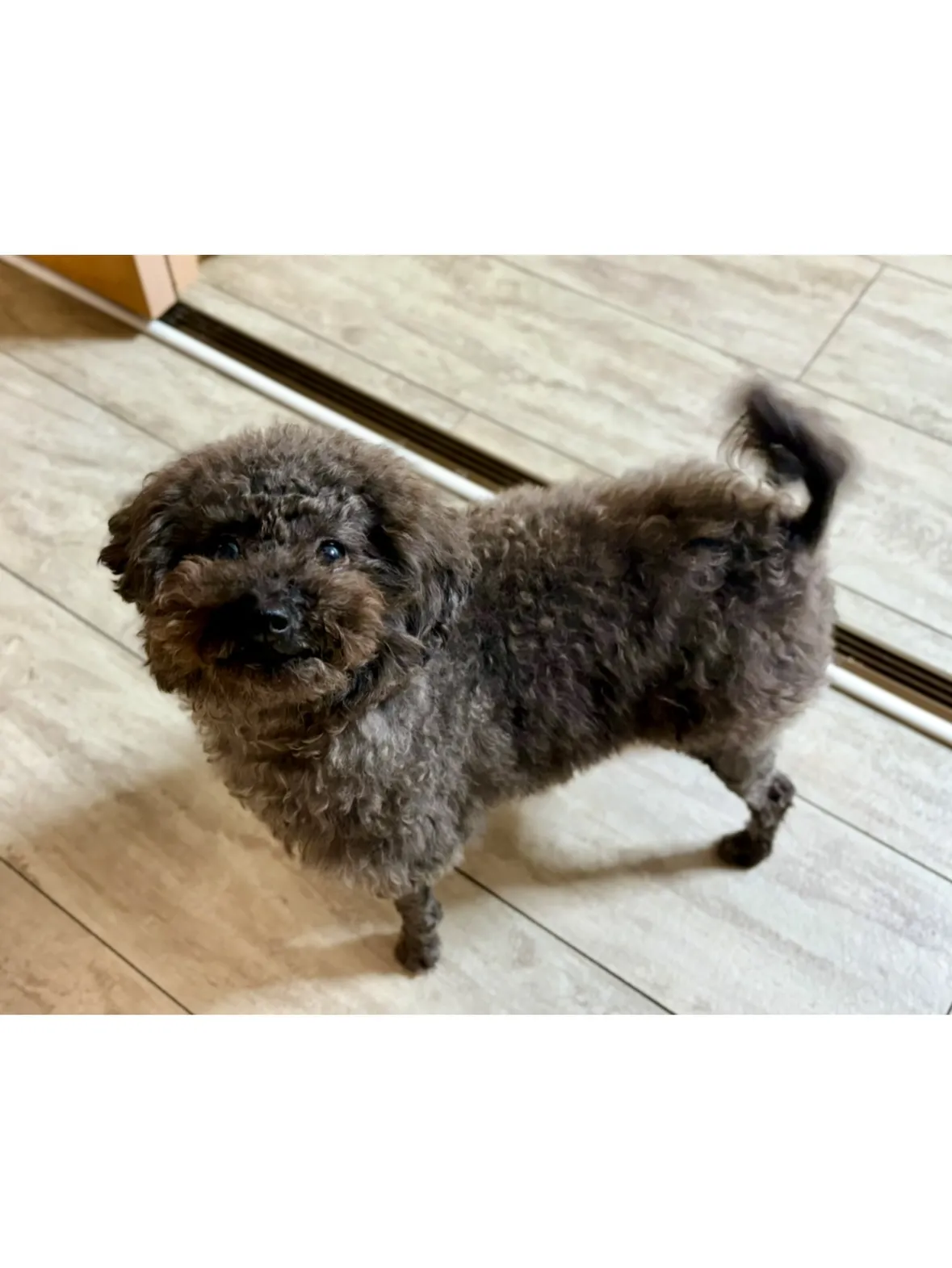 【宮前区】とってもオシャレさん✨なトイプードルちゃんのシッテ...