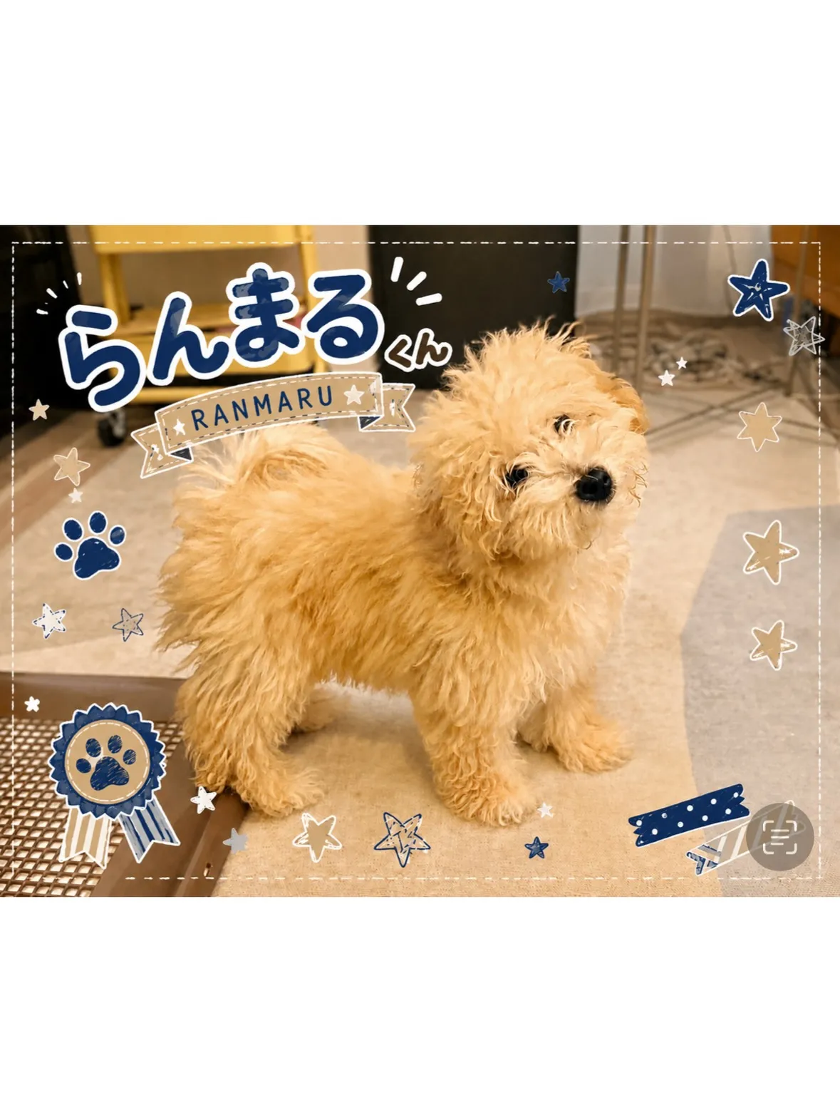【多摩区】生後5ヶ月!ビションプーのパピーちゃん🐶シッティン...