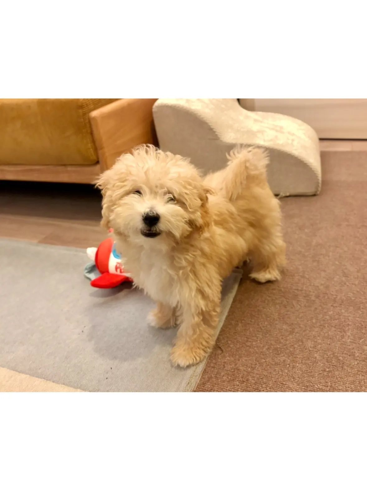 【多摩区】生後5ヶ月!ビションプーのパピーちゃん🐶シッティン...