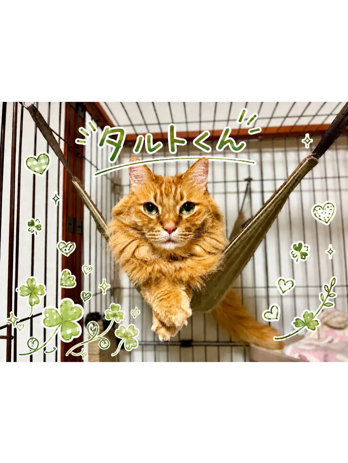 【港北区】品が溢れるソマリくん💎のシッティング！