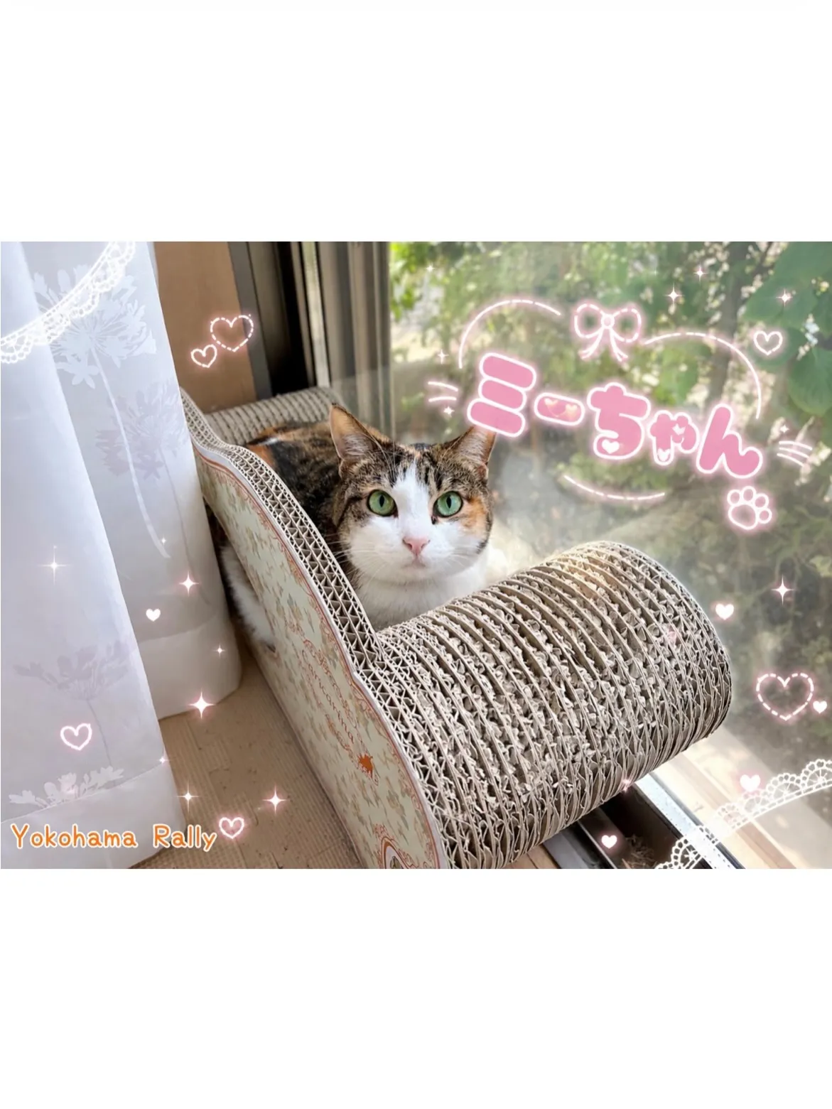 【港北区】とっても可愛いツンデレ系🎀猫ちゃんのシッティング！