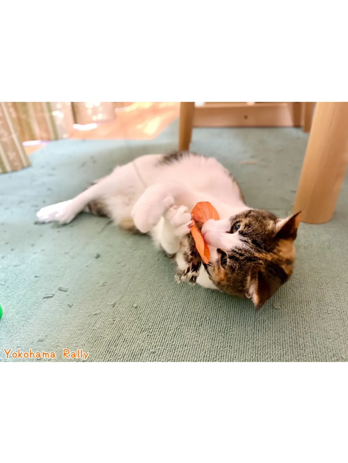 【港北区】とっても可愛いツンデレ系🎀猫ちゃんのシッティング！