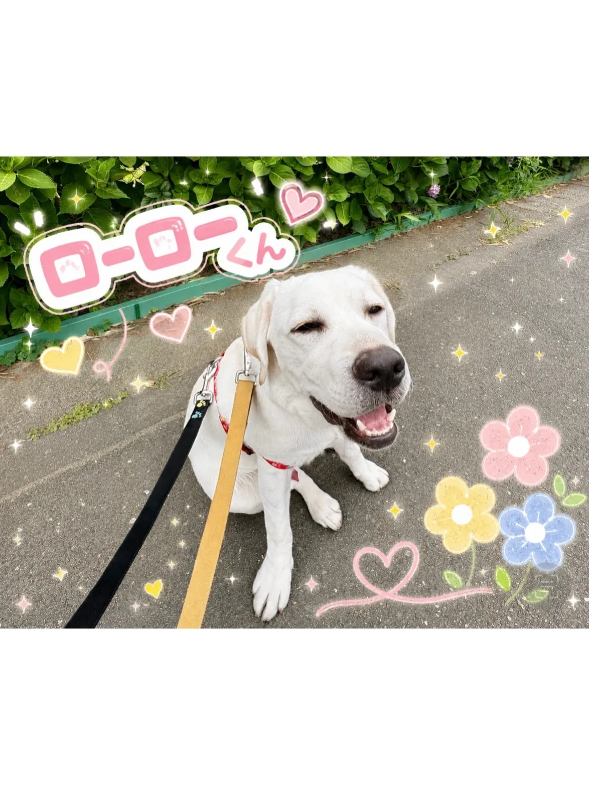 【港北区】生後6ヶ月のラブラドールレトリバー☘️元気いっぱい...