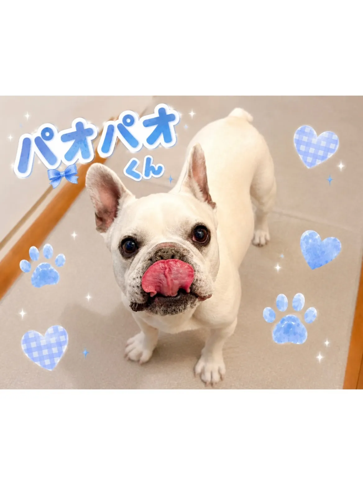 【港北区】遊ぶの大好き✨フレブルくん☘️とのパワフルシッティ...