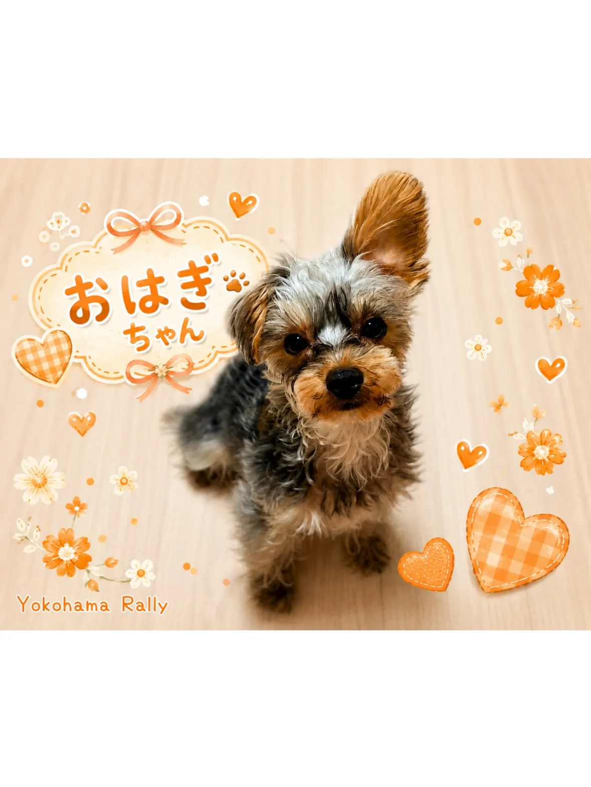 【港北区】1歳ヨークシャテリアちゃん🌸のシッティング!