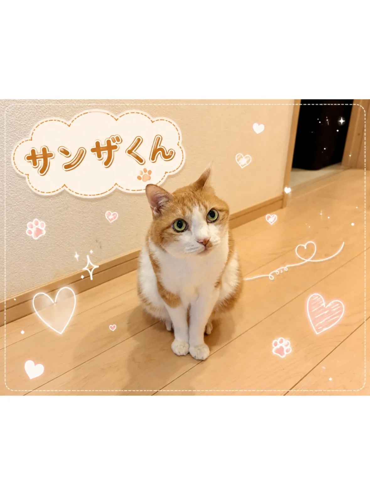 【宮前区】恥ずかしがり屋さんの猫ちゃん🐱大接近シッティング！...