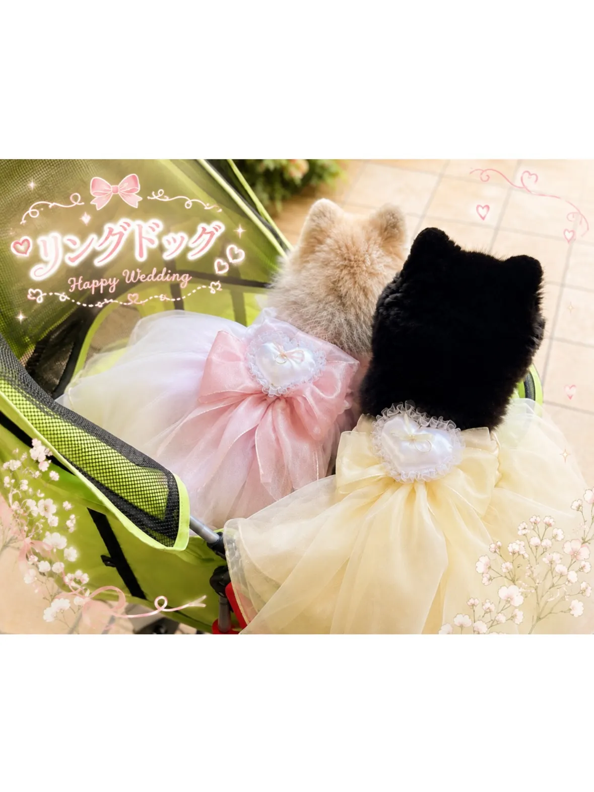 【リングドッグプラン💍】元町の結婚式場にて、ポメラニアン姉妹...
