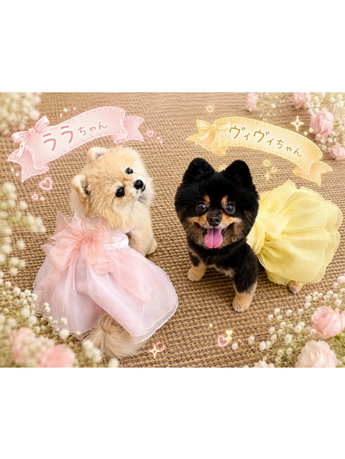 【リングドッグプラン💍】元町の結婚式場にて、ポメラニアン姉妹...