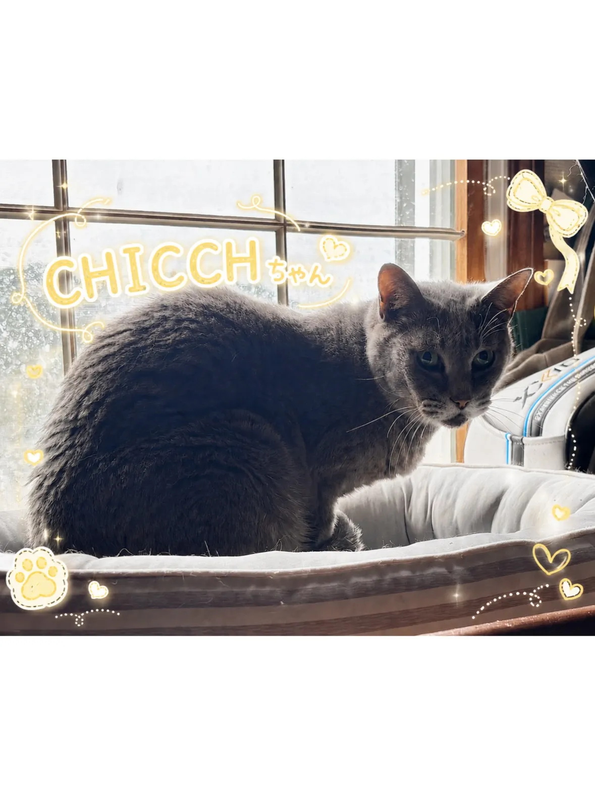 【金沢区】人慣れ中の保護猫ちゃんシッティング!
