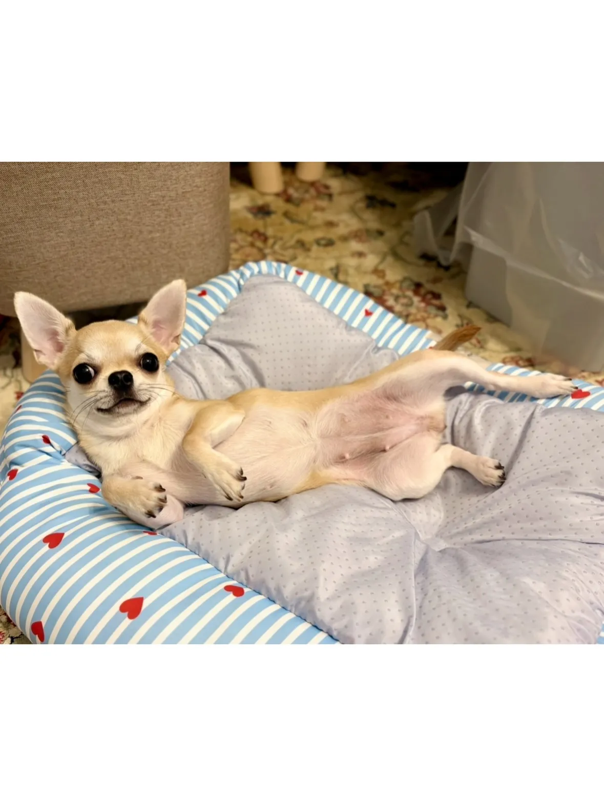 【川崎市幸区】チワワちゃん🐶初めてのお留守番💕抱っこ散歩もお...