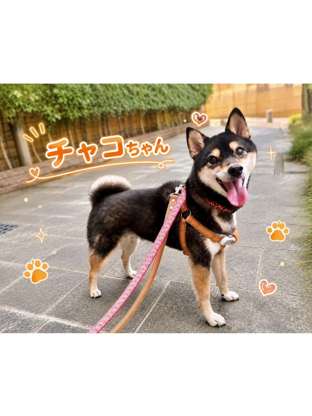 【目黒区】定期利用🌟お散歩大好き🐾黒柴ちゃんとのシッティング