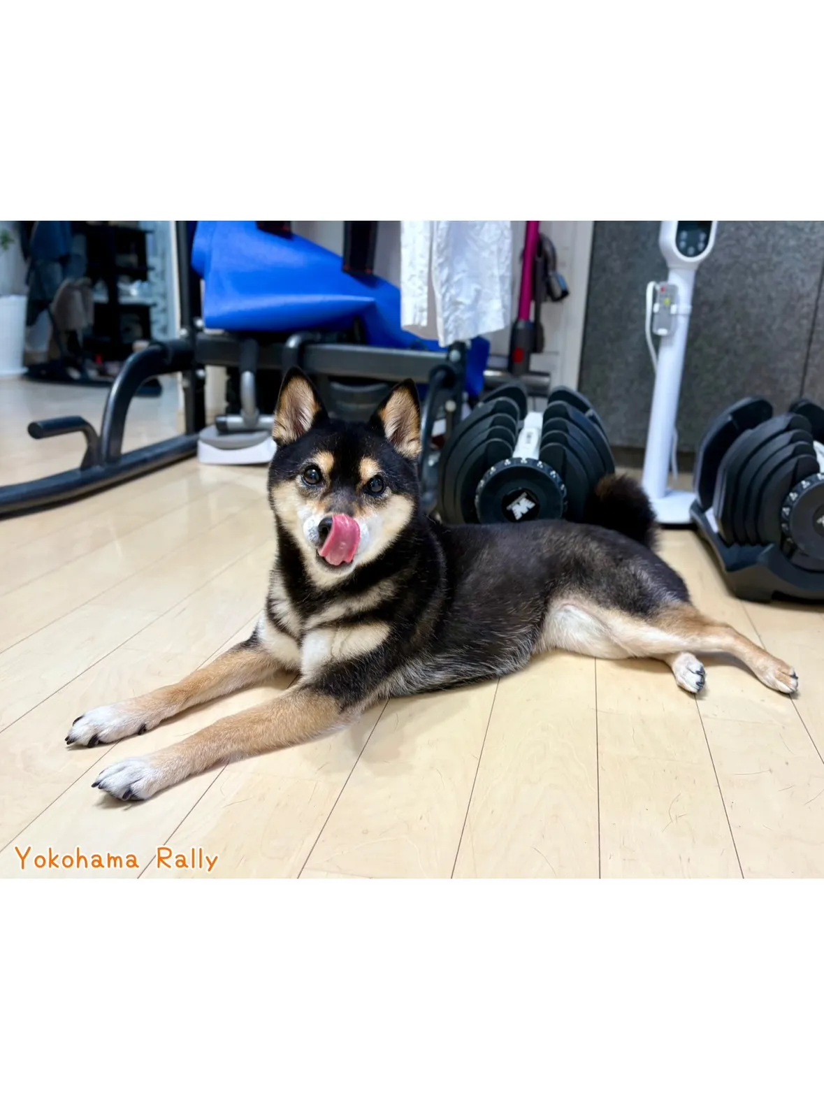【目黒区】定期利用🌟お散歩大好き🐾黒柴ちゃんとのシッティング