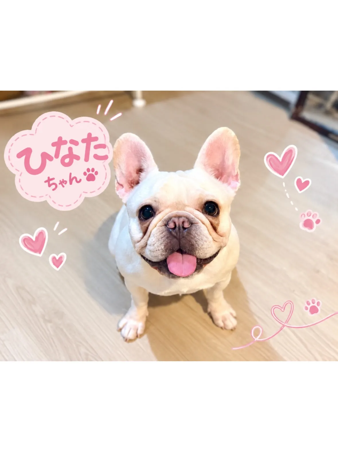 【青葉区】ウルウルおめめのフレブルちゃん🎀元気いっぱいシッテ...