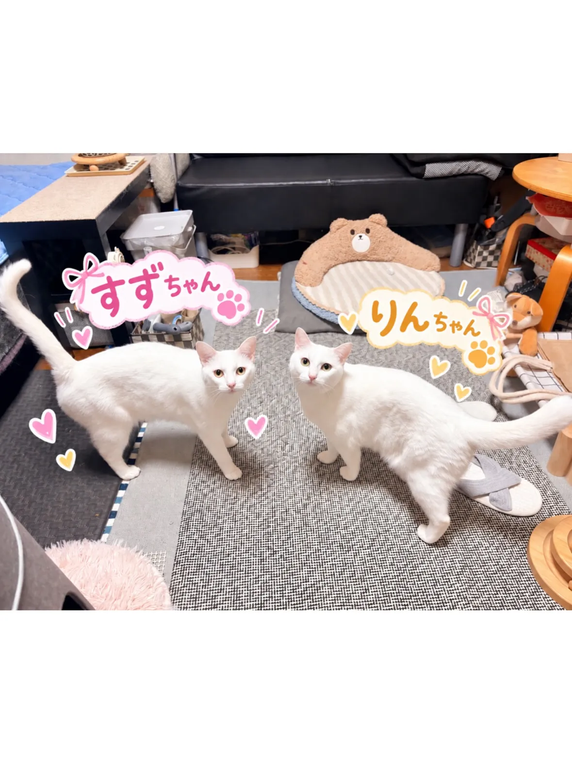 【神奈川区】双子の白猫ニャンズ🤍初めての長期お留守番！