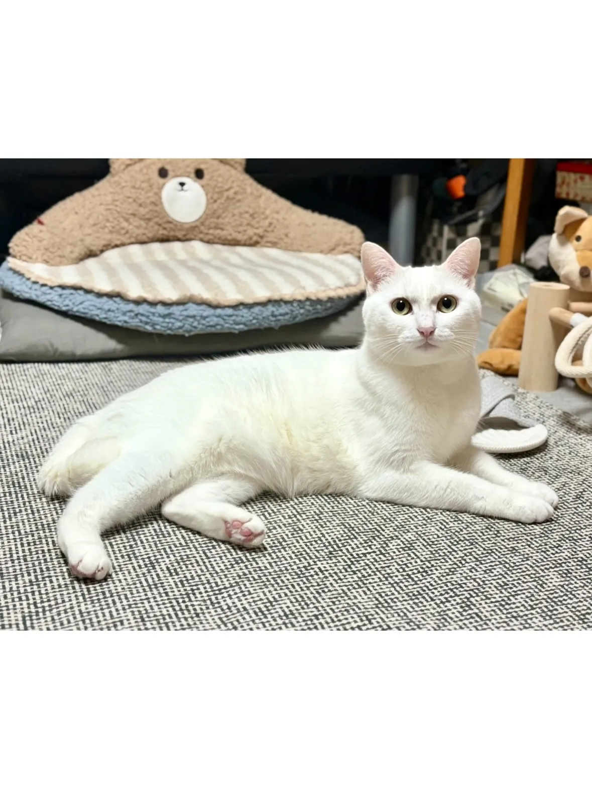 【神奈川区】双子の白猫ニャンズ🤍初めての長期お留守番！